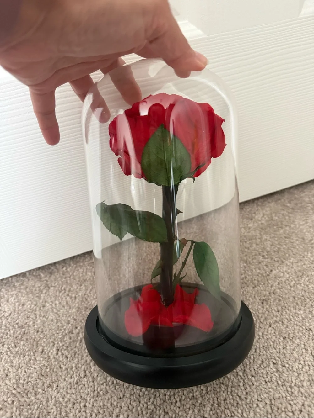 Red rose dream of flowers beauty and the beast
